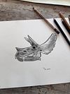 Triceratops