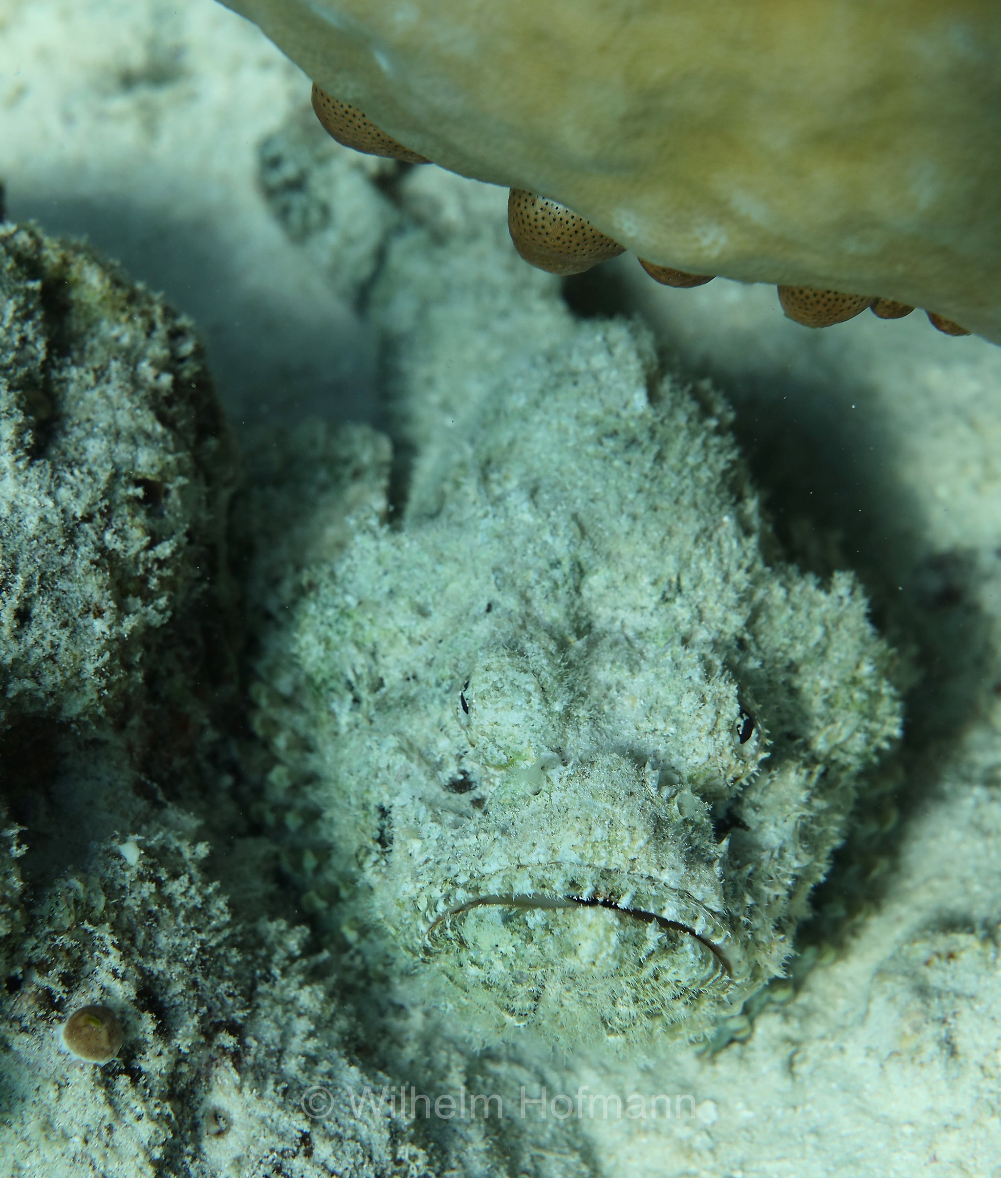 false stonefish, false scorpionfish, devil scorpionfish, Buckel-Drachenkopf, Falscher Steinfisch, pesce scorpione diavolo, falso pesce pietra, Scorpaenopsis diabolus, Malediven, Maldives, Maledive, fihalhohi island resort