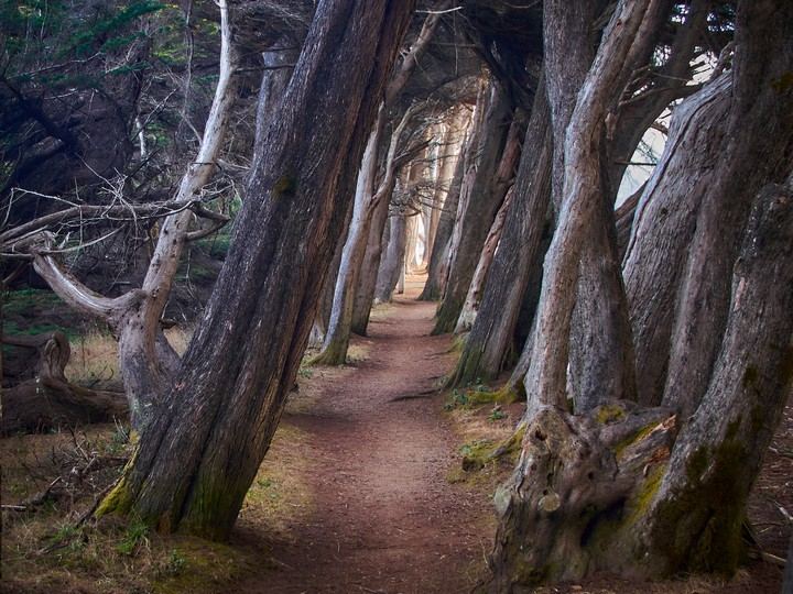 Through the Woods at Sea Ranch - California