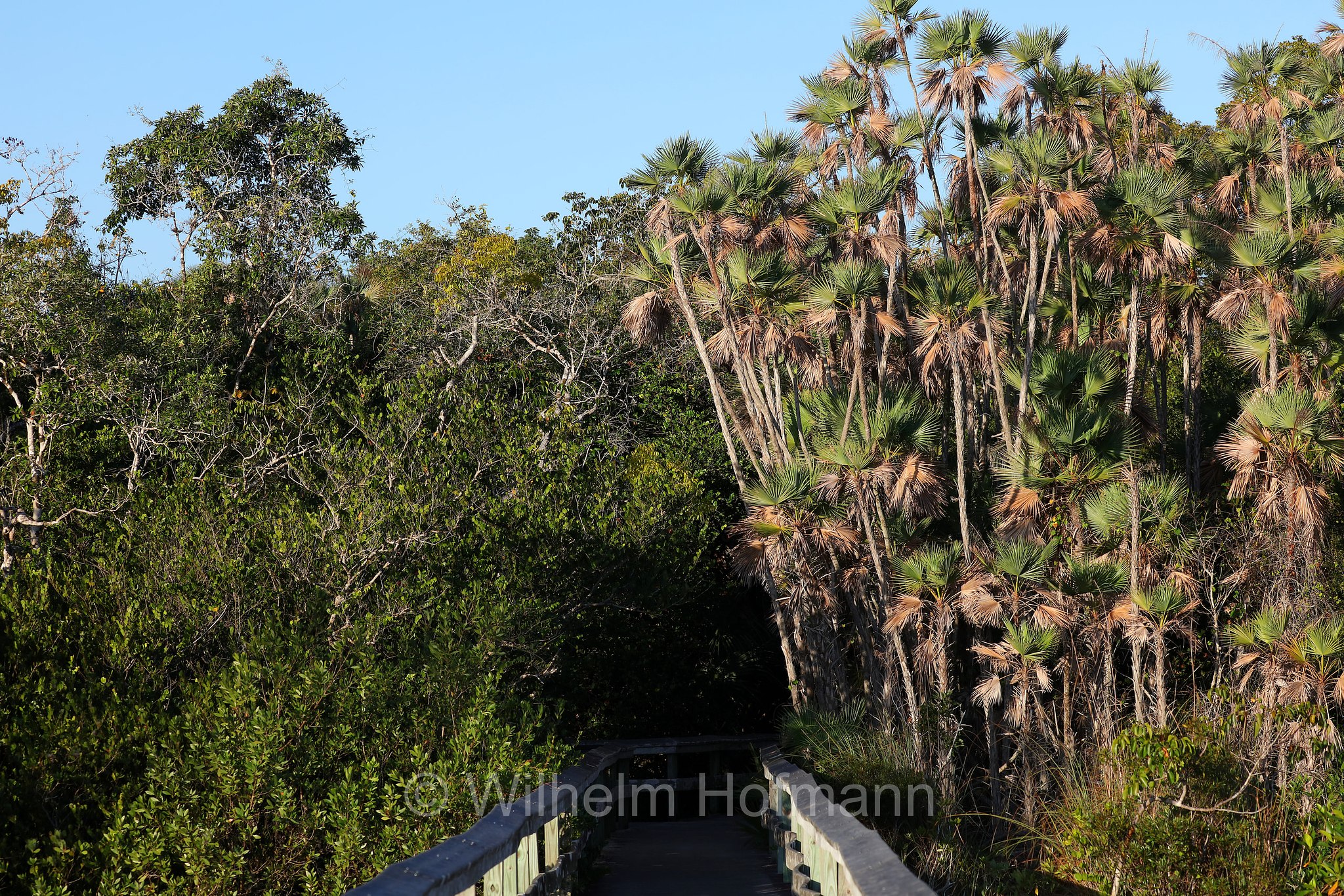 Mahogany Hammock Trail, Everglades National Park, Everglades-Nationalpark, Parco nazionale delle Everglades, Florida, USA