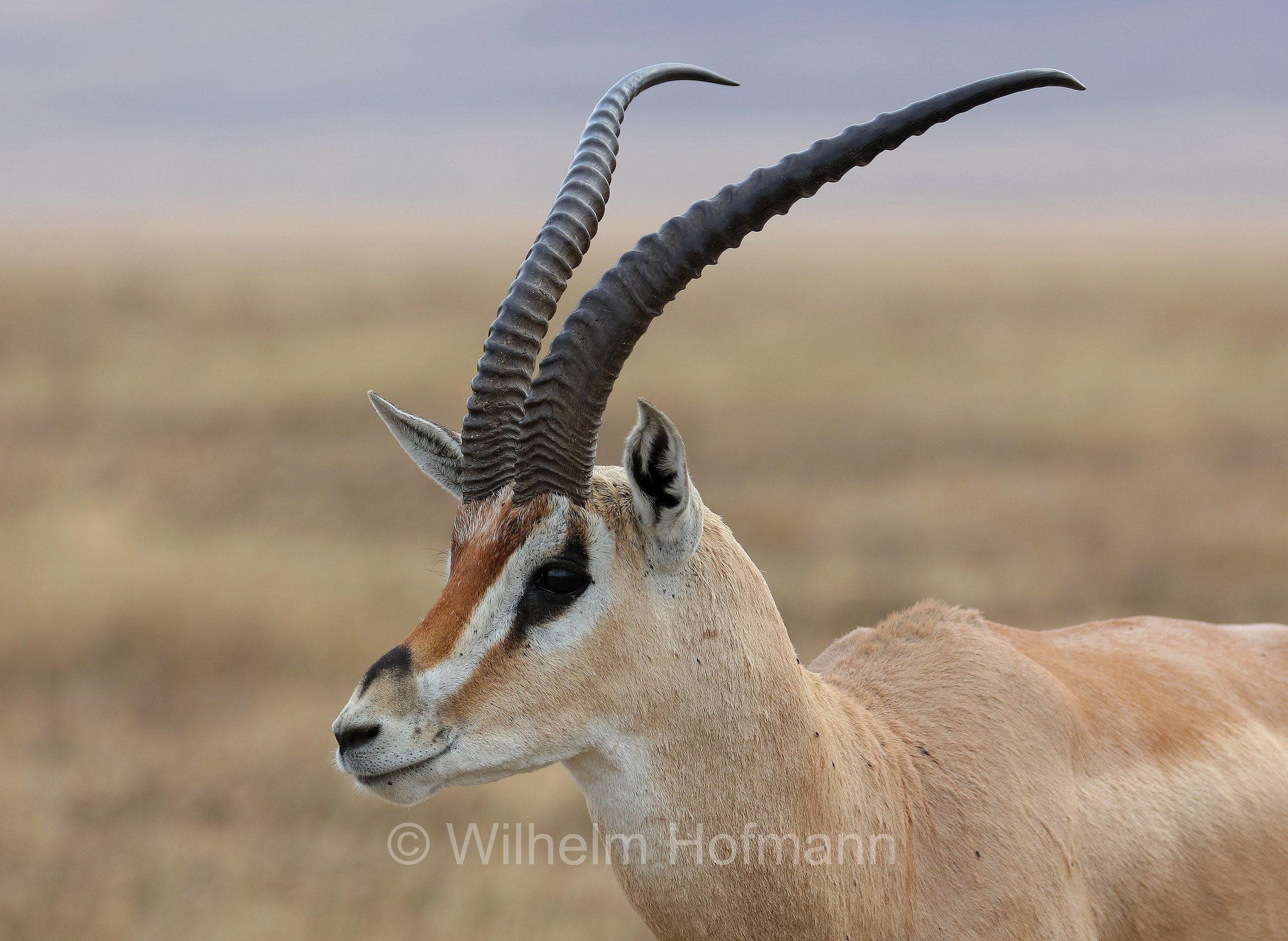 nanger granti, Grant's gazelle, southern Grant's Gazelle, Südliche Grant-Gazelle, gazella di Grant﻿, area di conservazione di Ngorongoro, Ngorongoro Conservation Area, Ngorongoro Krater, Tanzania, Tansania