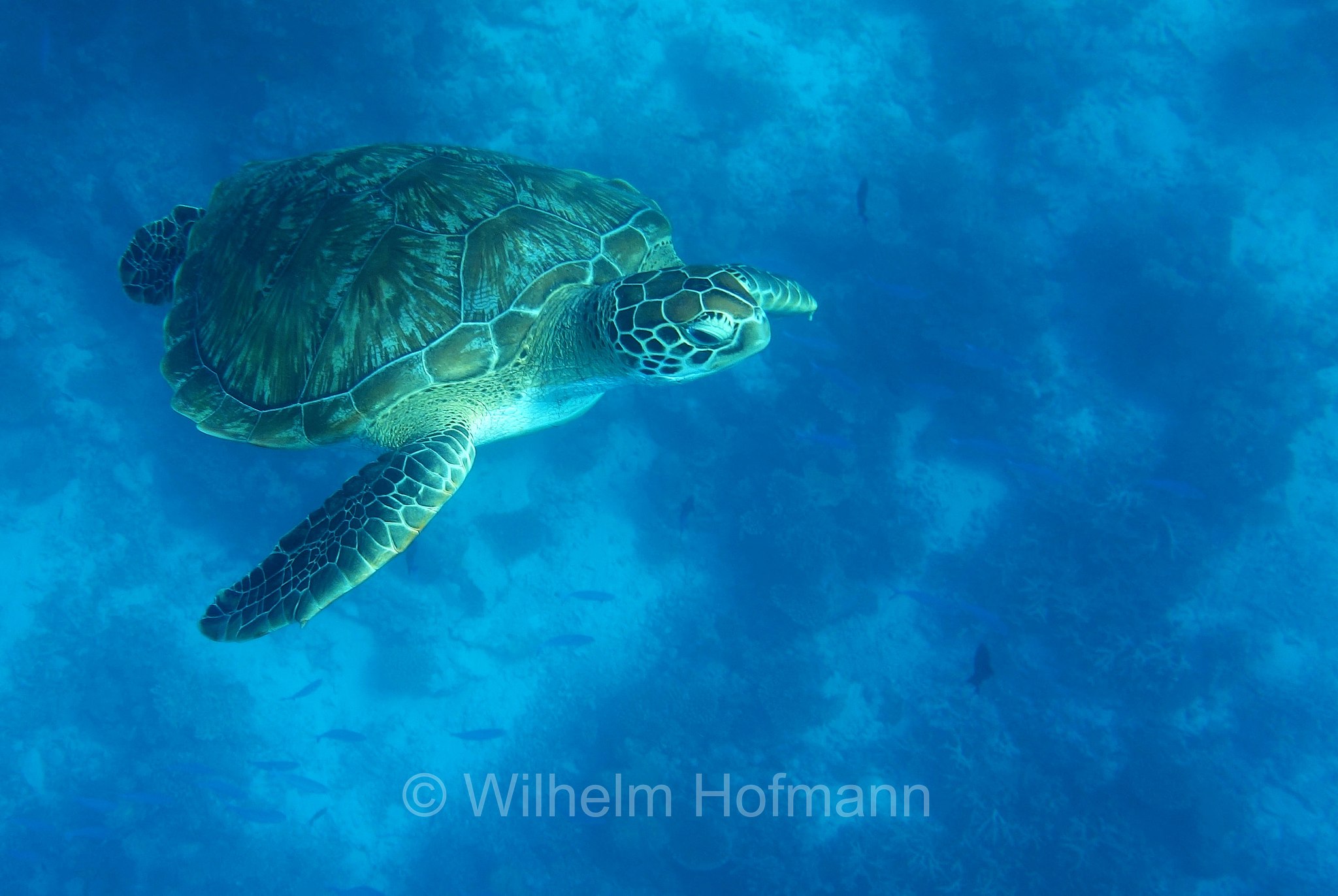 hawksbill sea turtle, Echte Karettschildkröte, tartaruga embricata, Eretmochelys imbricata, Maldives, Malediven, Maledive, Fihalhohi Island