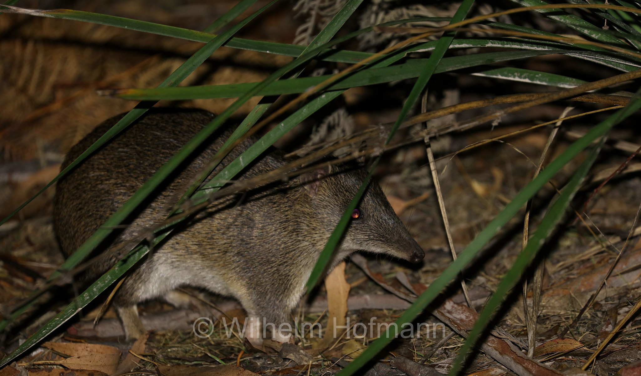 southern brown bandicoot, Kleiner Kurznasenbeutler, bandicoot bruno meridionale, quenda, Isoodon obesulus, Bakers Point, Narawntapu National Park, Narawntapu-Nationalpark, parco nazionale Narawntapu, Tasmania, Tasmanien, Australia, Austalien