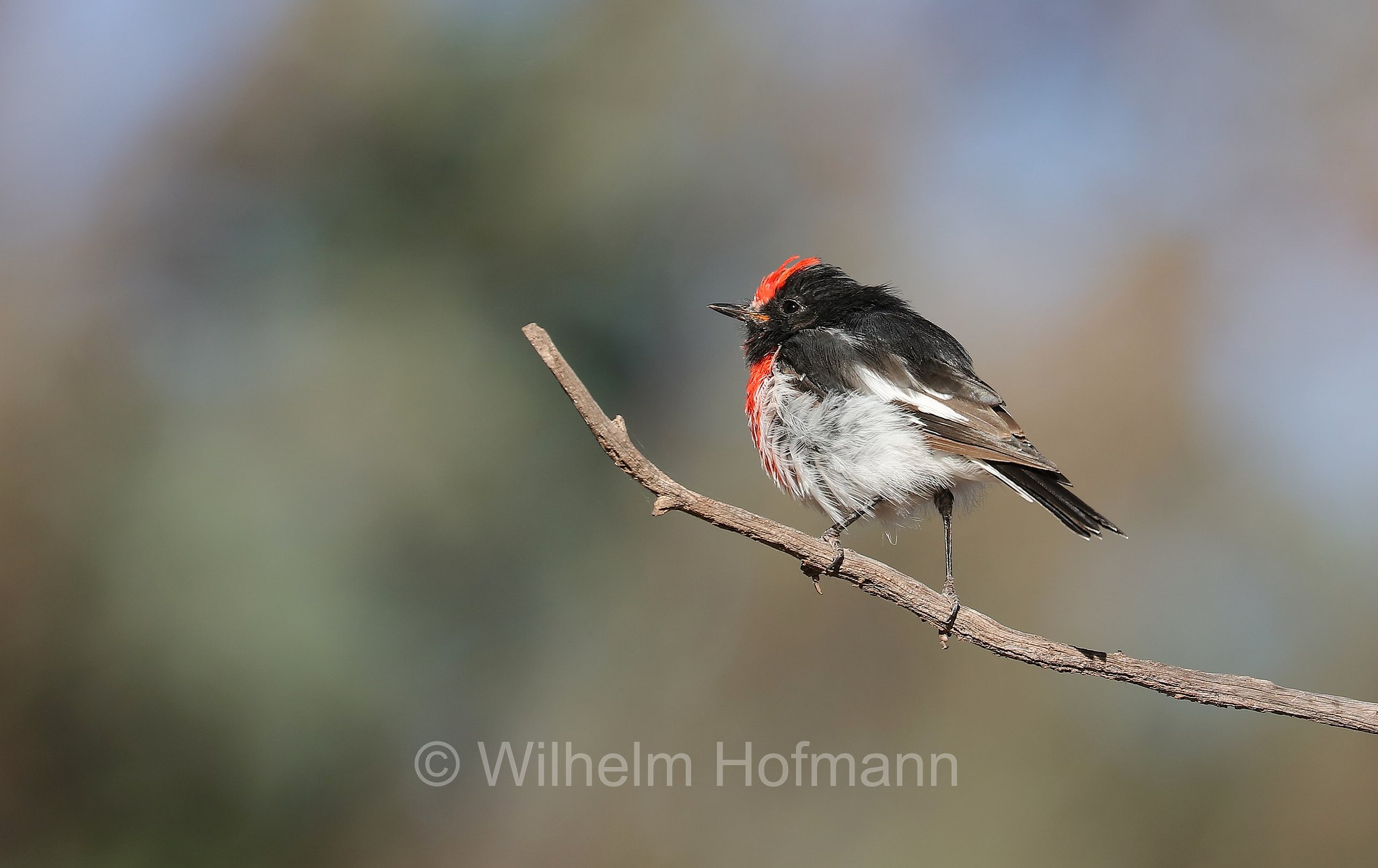 red-capped robin, Rotstirn-Schnäpper, petroica fronterossa, Petroica goodenovii, Ikara–Flinders Ranges National Park, Ikara-Flinderskette-Nationalpark, parco nazionale Monti Flinders, South Australia, Südaustralien, Australia Meridionale, Australia, Australien