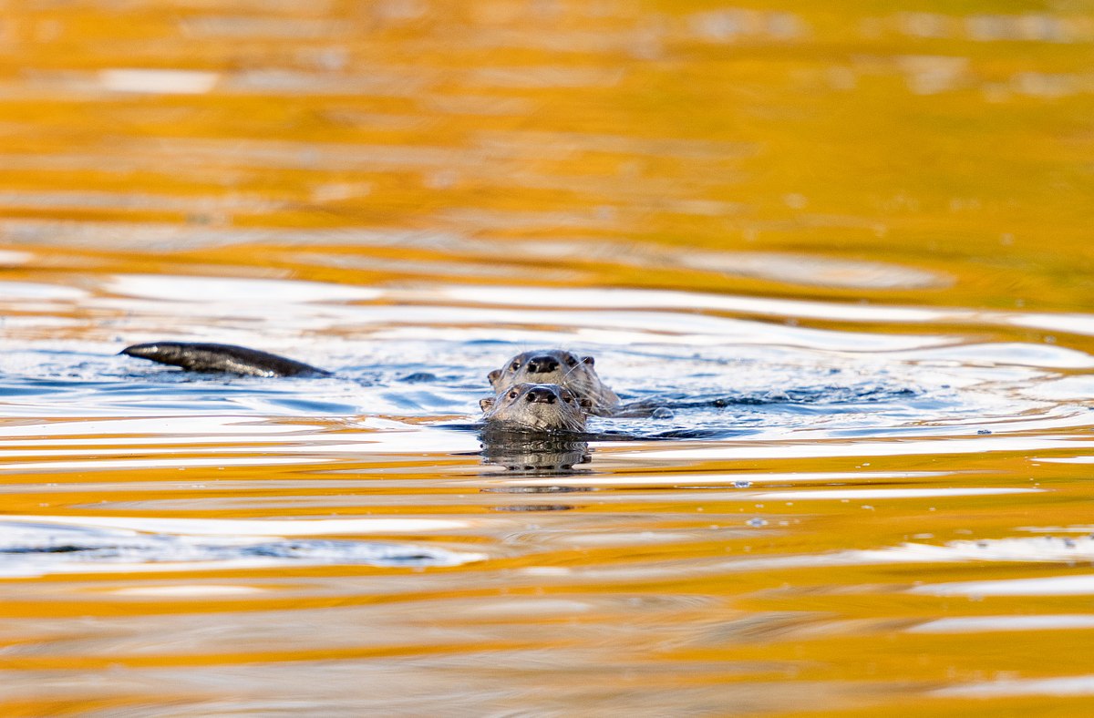 Otters in Guilded Waters