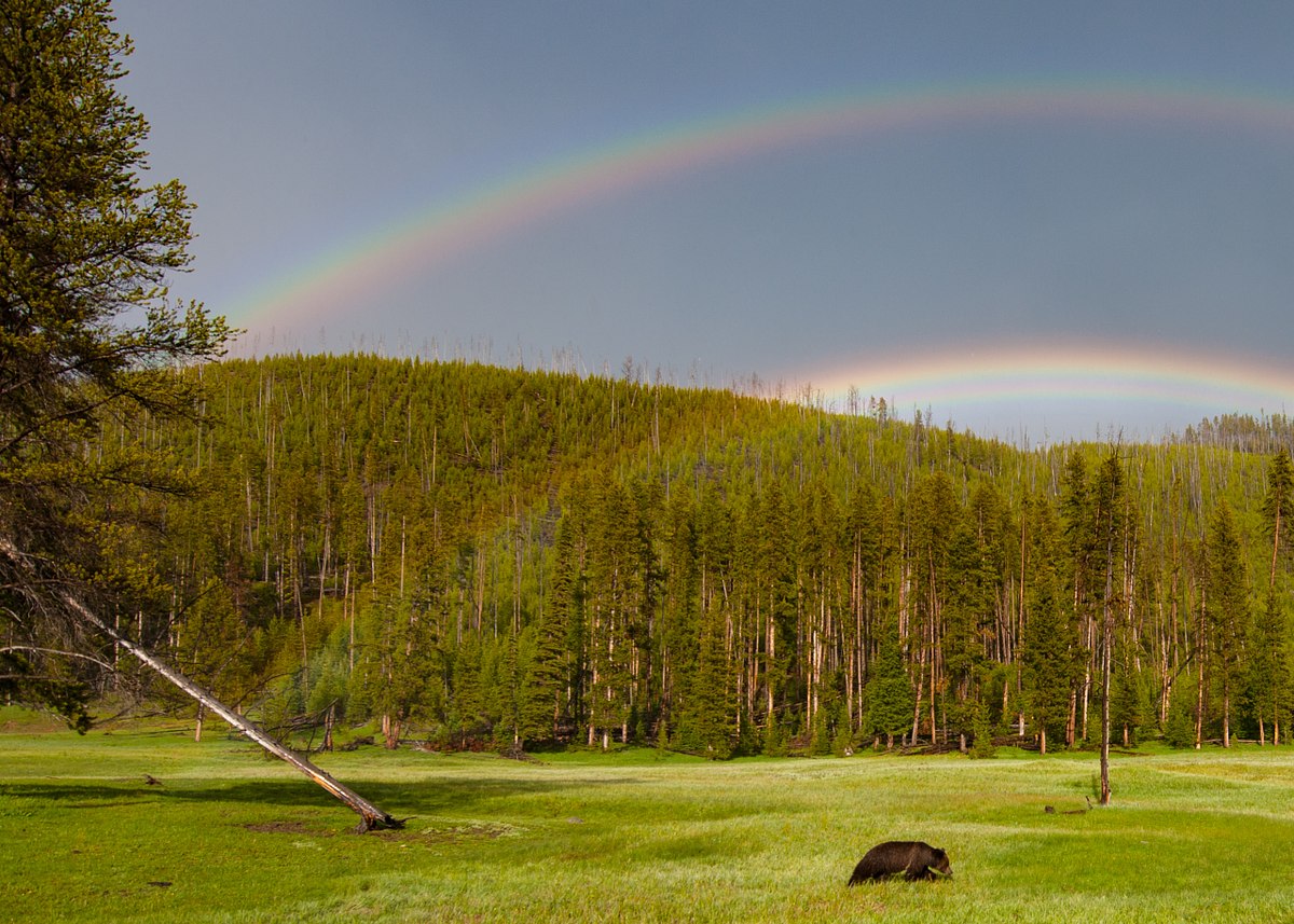 Leprechaun-Bear
