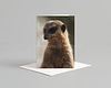 Meerkat Card Pack