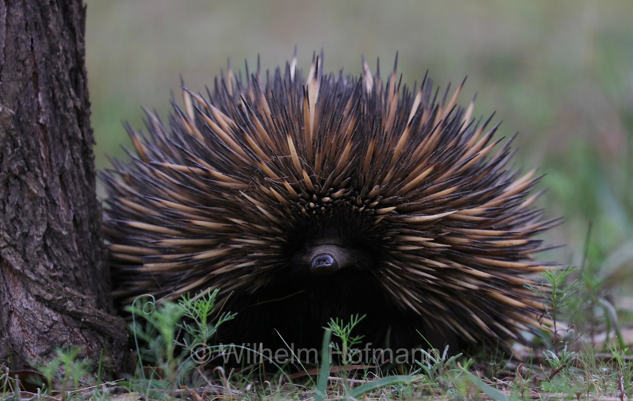 Tachyglossus aculeatus, short-beaked echidna, common echidna, short-nosed echidna, Kurzschnabeligel, Kurzschnabel-Ameisenigel, echidna istrice, echidna dal becco corto, Congelin Campground, Dryandra Woodland National Park, Dryandra Woodland, Dryandra, Western Australia, Westaustralien, Australia Occidentale, Australia, Australien