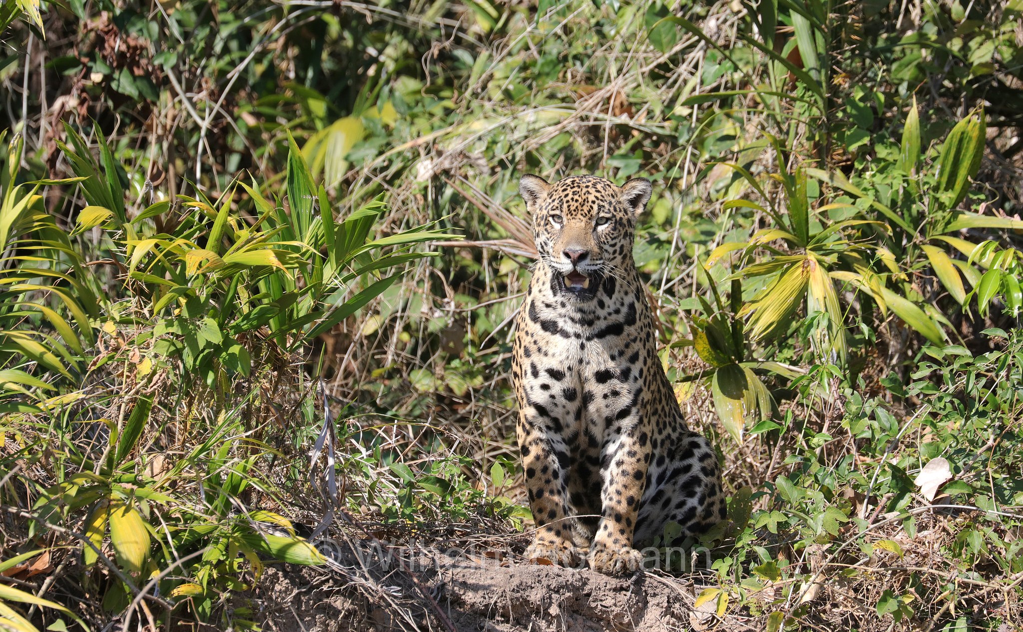 Jaguar, ﻿giaguaro, Panthera onca, Parque Estadual Encontro das Águas, Pantanal, Mato Grosso, Brazil, Brasil, Brasile, Brasilien