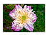 THE ONE - WILDLIFE & NATURE - "Water Lilly" - LIMITED EDITION 3 of 5