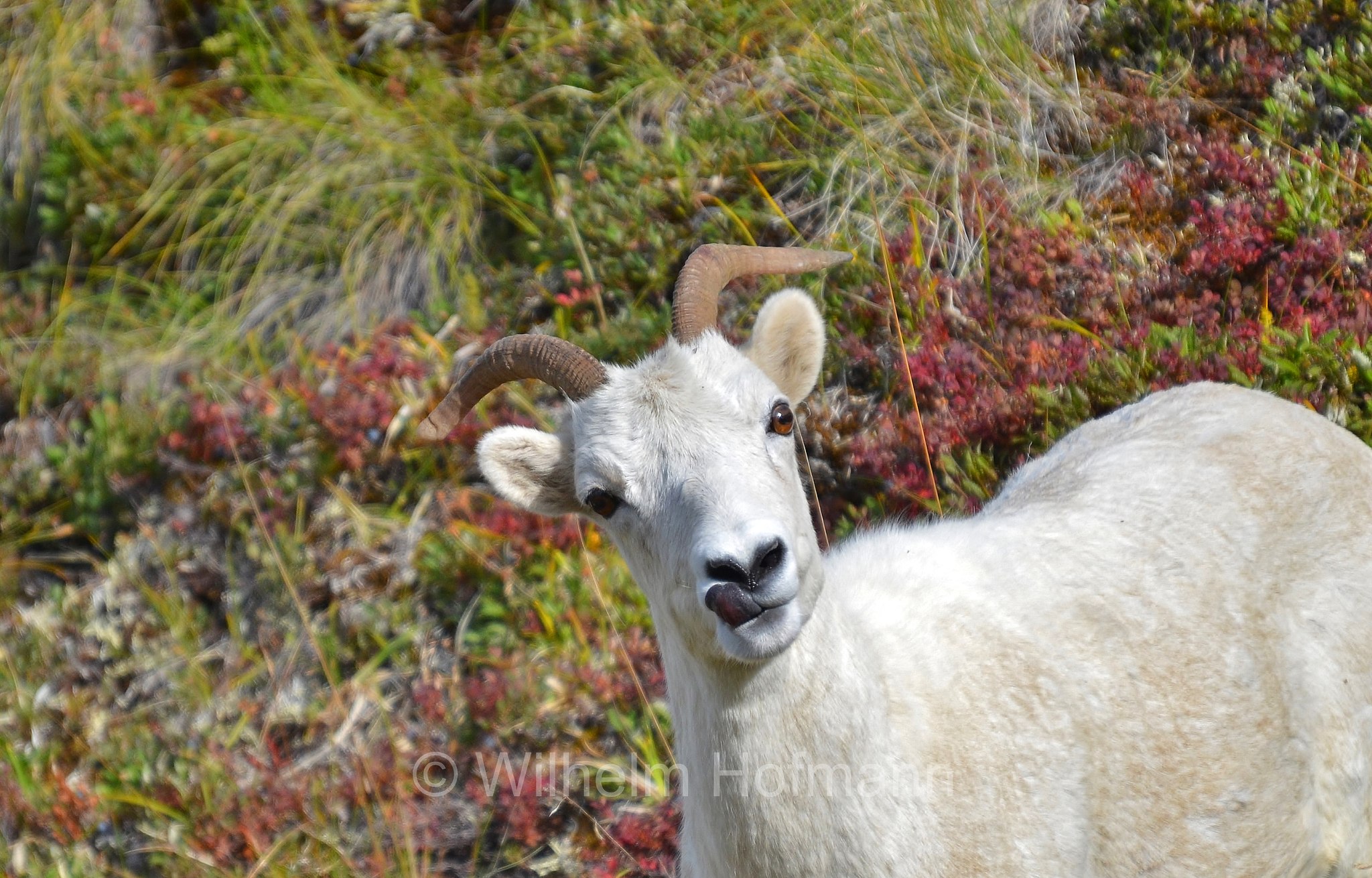 Ovis dalli, Dall sheep, thinhorn sheep, Dall-Schaf, Alaska-Schneeschaf, bighorn bianco, pecora di Dall, ariete di Dall, Sable Mountain, Denali National Park, Denali National Park and Preserve, Denali-Nationalpark, Parco nazionale del Denali, Alaska, USA