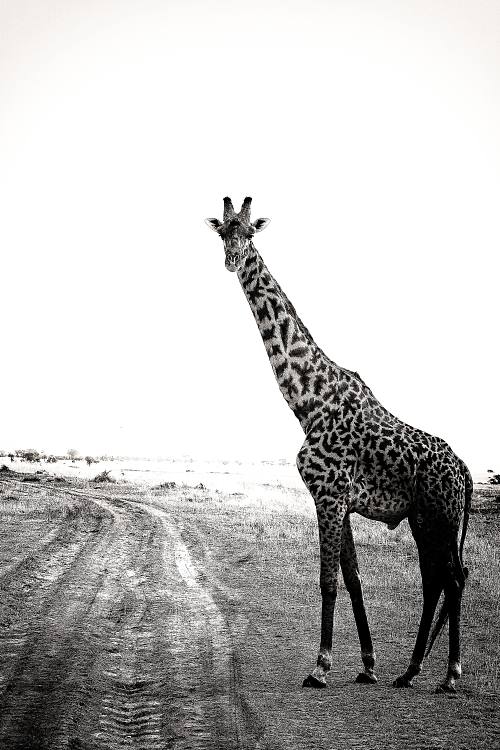 Girafes en Tanzanie