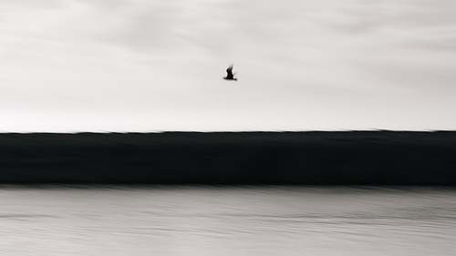 Bird Flying