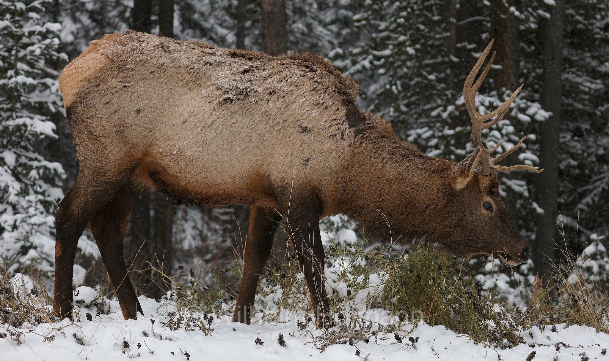 Cervus canadensis, wapiti, Wapiti, Wapiti-Hirsch, vapiti, Lake Minnewanka Scenic Drive, Banff National Park, Banff-Nationalpark, Parco nazionale Banff, Alberta, Canada, Kanada