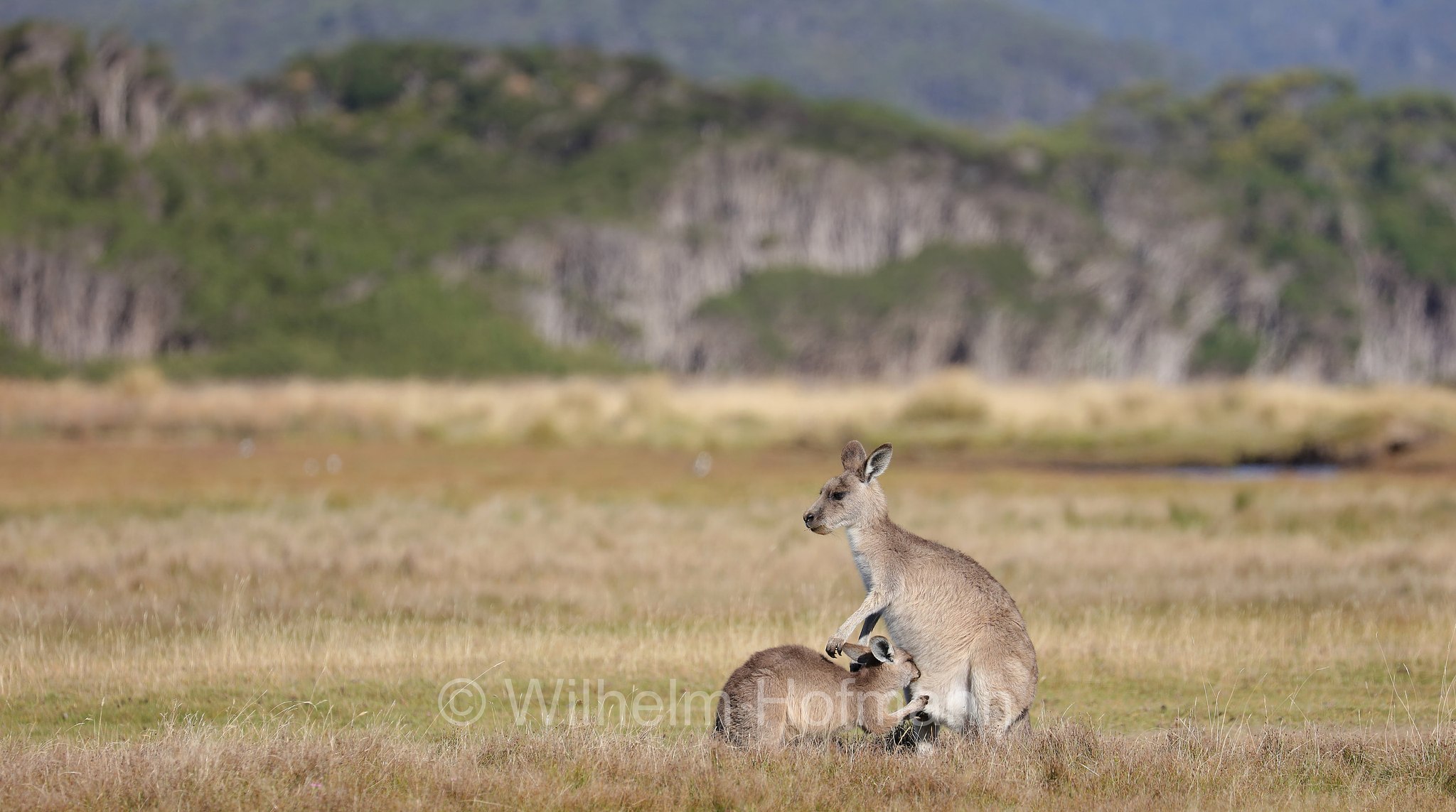 eastern grey kangaroo, gigantic large-foot, great grey kangaroo, forester kangaroo, Östliches Graues Riesenkänguru, canguro grigio orientale, Macropus giganteus, Narawntapu National Park, Narawntapu-Nationalpark, parco nazionale Narawntapu, Tasmania, Tasmanien, Australia, Austalien