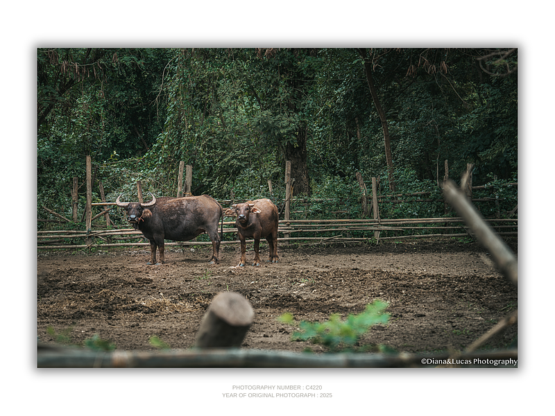 COLLECTION - GIANTS OF THE LAND HORIZONTAL - "Mutual Interest" - LIMITED EDITION 10 of 10