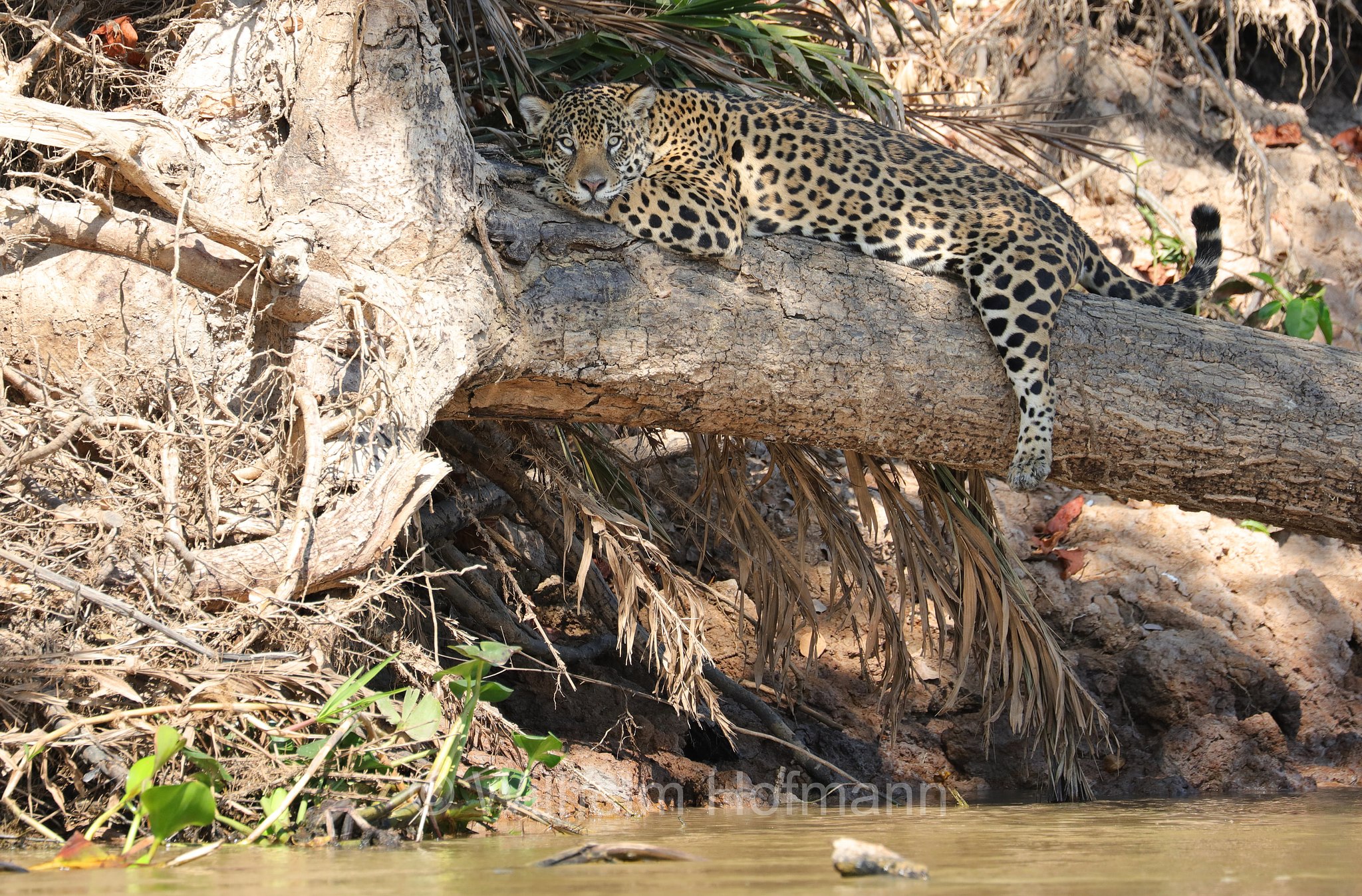 Jaguar, ﻿giaguaro, Panthera onca, Parque Estadual Encontro das Águas, Pantanal, Mato Grosso, Brazil, Brasil, Brasile, Brasilien