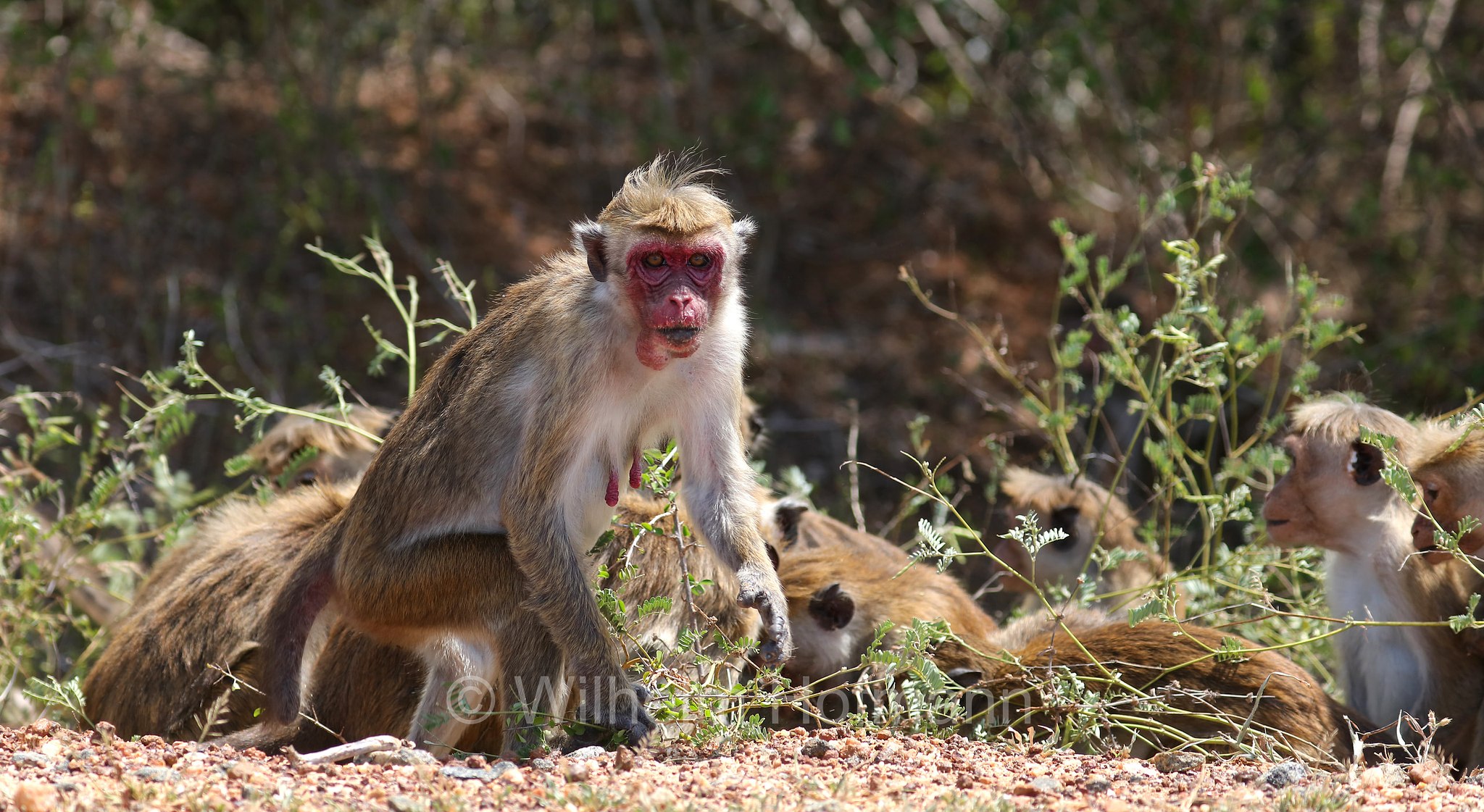 toque macaque, Ceylon-Hutaffe, macaco dal berretto, ﻿Macaca sinica, Kirinda, Sri Lanka