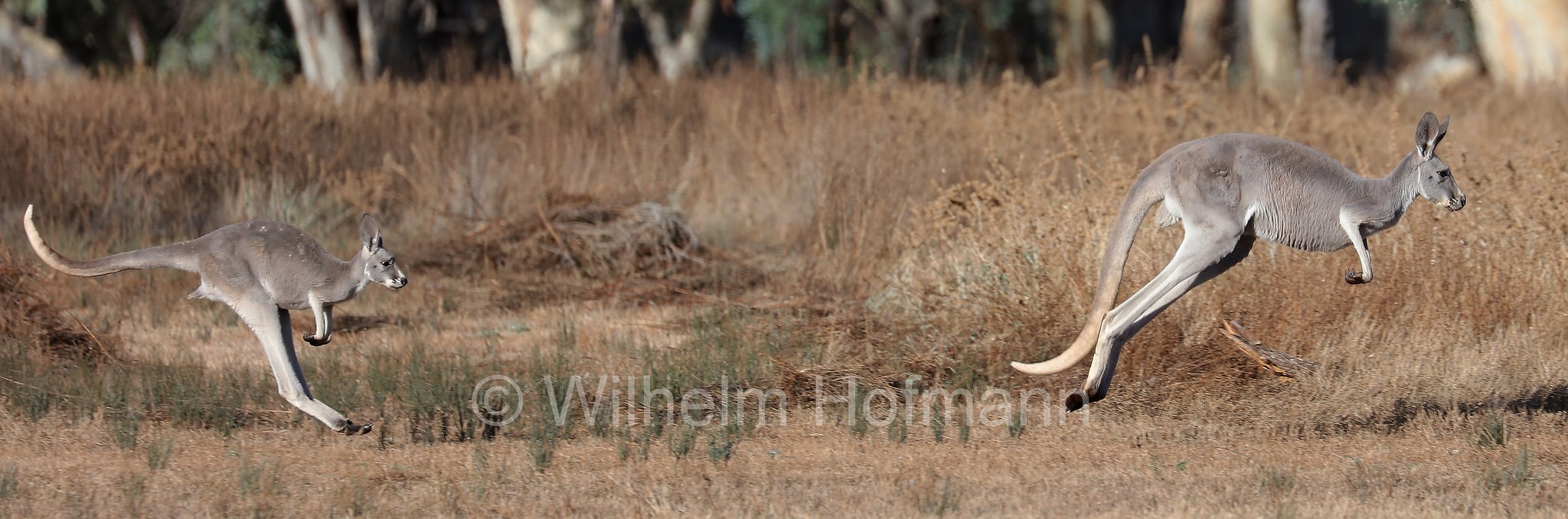 red kangaroo, Rotes Riesenkänguru, canguro rosso, Osphranter rufus, Wilpena Pound, Ikara–Flinders Ranges National Park, Ikara-Flinderskette-Nationalpark, parco nazionale Monti Flinders, South Australia, Südaustralien, Australia Meridionale, Australia, Australien