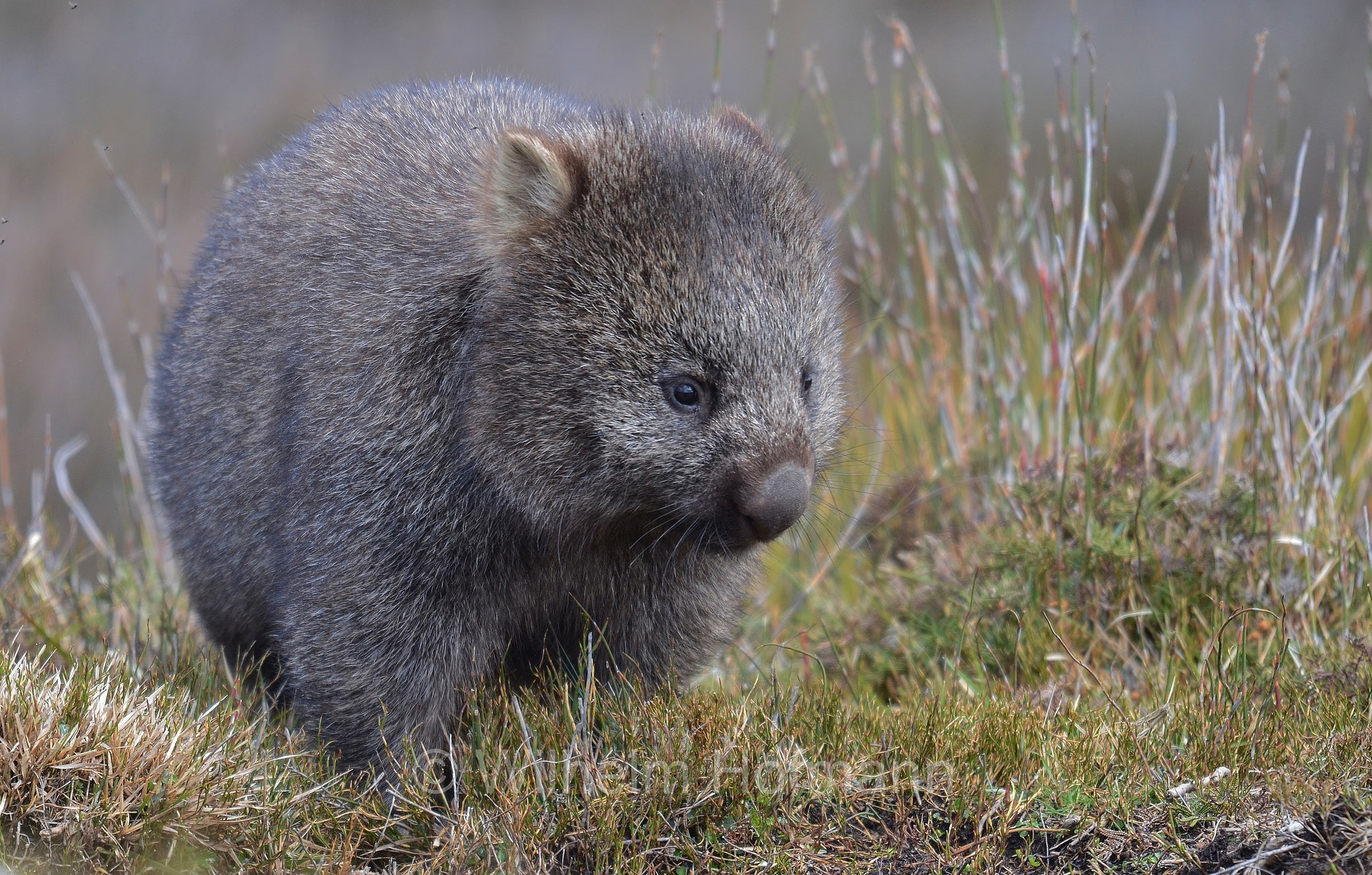 common wombat, bare-nosed wombat, Nacktnasenwombat, vombato comune, vombato dal pelo ruvido, Vombatus ursinus, Ronny Creek, Cradle Mountain National Park, Cradle Mountain-Lake St Clair National Park, Cradle-Mountain-Lake-St.-Clair-Nationalpark, Parco nazionale del monte Cradle-lago St Clair, Tasmania, Tasmanien, Australia, Australien