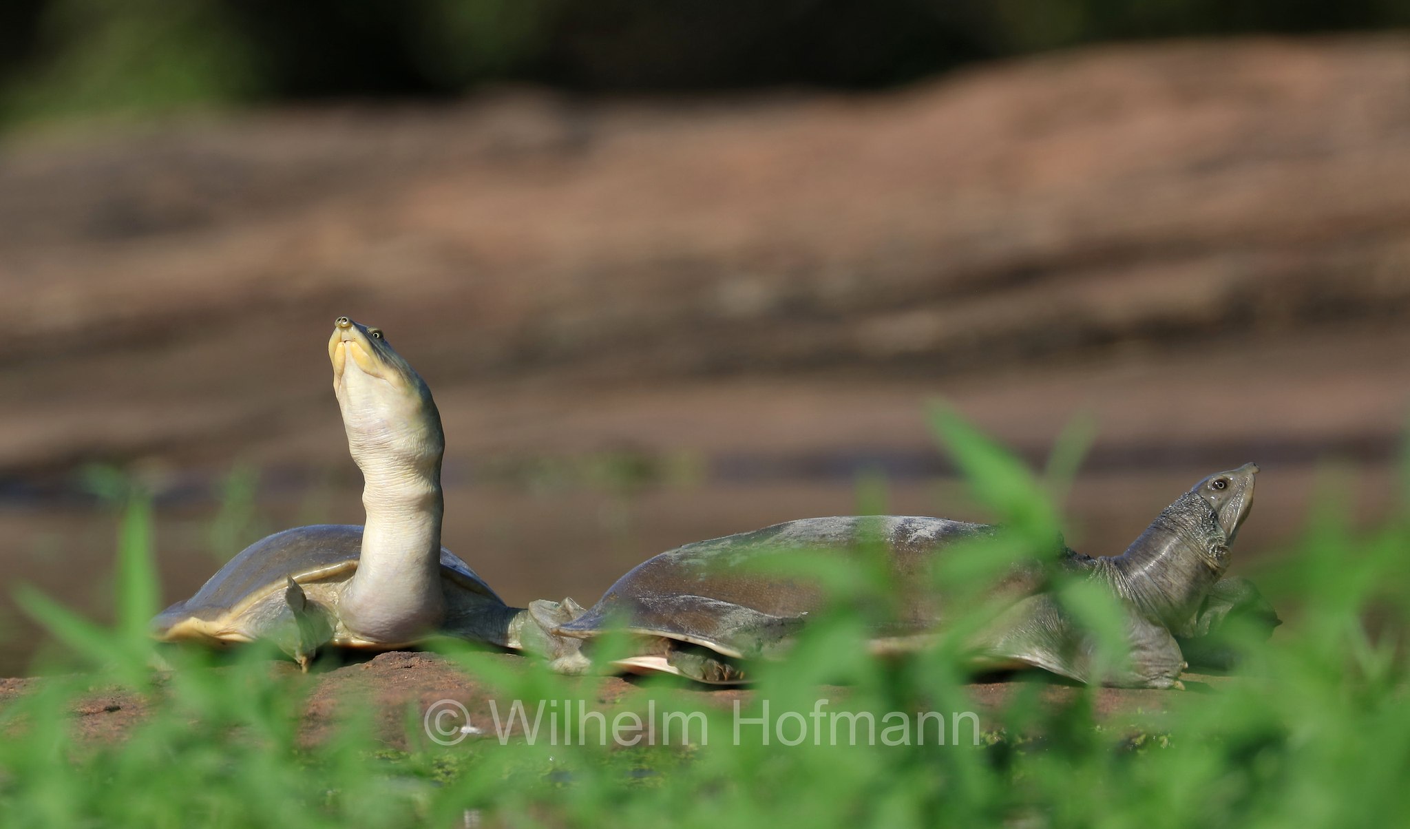 Sri Lankan flapshell turtle, Sri Lanka-Weichschildkröte, tartaruga alata dello Sri Lanka, ﻿Lissemys ceylonensis, Sri Lanka, Udawalawe National Park, Udawalawe Nationalpark, Parco nazionale di Udawalawe