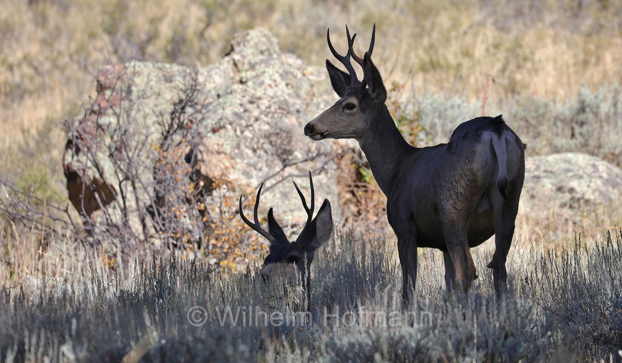 Odocoileus hemionus hemionus, Rocky Mountain Mule Deer, Rocky-Mountain-Maultierhirsch, cervo mulo delle Rocciose, ﻿﻿Beaver Meadows, Rocky Mountain National Park, ﻿Rocky-Mountain-Nationalpark, parco nazionale delle Montagne Rocciose, Colorado, USA