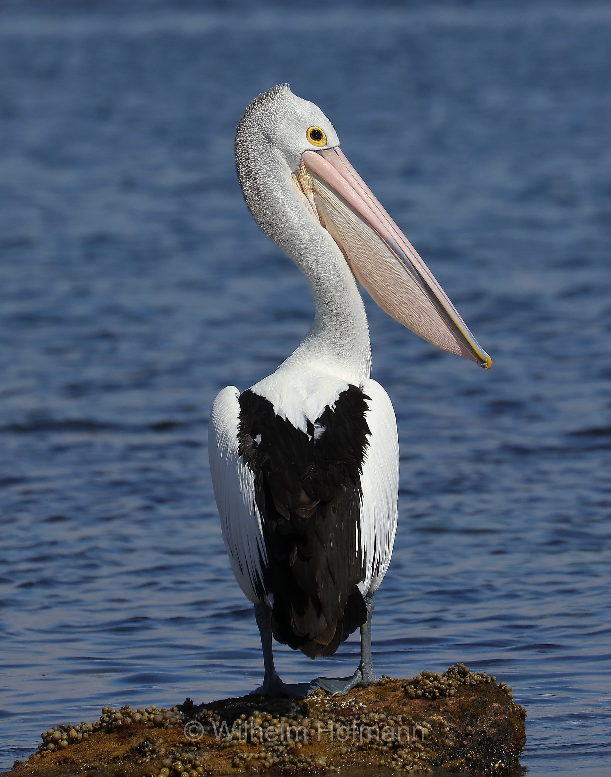 Australian Pelican, Brillenpelikan, pellicano australiano, Pelecanus conspicillatus, Billy Lights Point, Port Lincoln, Eyre Peninsula, Eyre-Halbinsel, Penisola di Eyre, South Australia, Südaustralien, Australia Meridionale, Australia, Australien