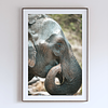 THE ONE - WILDLIFE & NATURE - "The Quiet Moment" - LIMITED EDITION 3 of 5