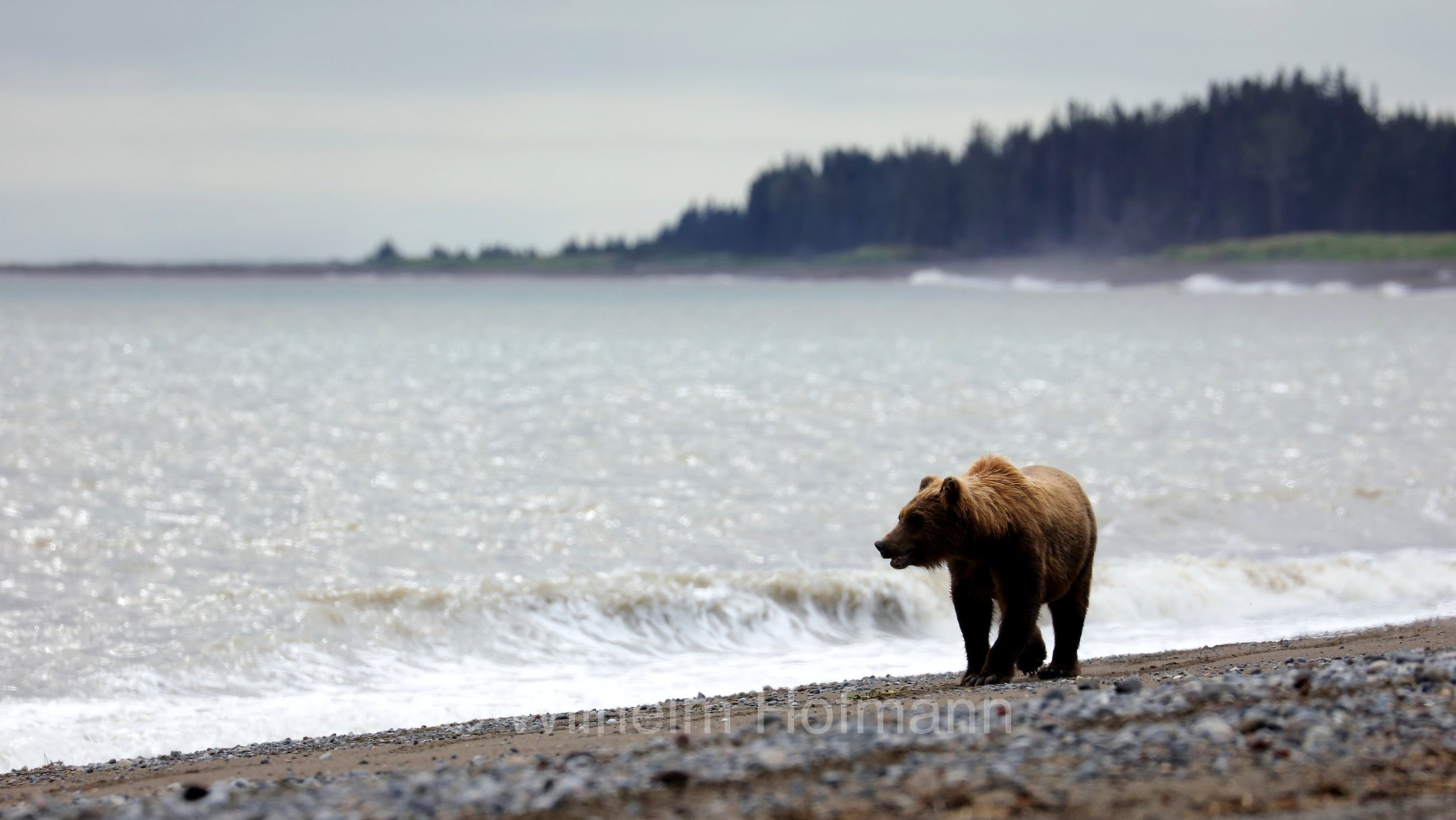 Ursus arctos gyas, Alaska Peninsula brown bear, peninsular grizzly, Alaska-Halbinsel-Braunbär, Alaska-Küstenbraunbär, Alaska-Braunbär, Großer Alaska-Braunbär, orso bruno della penisola dell'Alaska, grizzly peninsulare, grizzly costiero, grizzly gigante, Silver Salmon Creek, Lake Clark National Park, Lake Clark National Park and Preserve, Lake-Clark-Nationalpark, Parco nazionale e riserva di Lake Clark, Alaska, USA