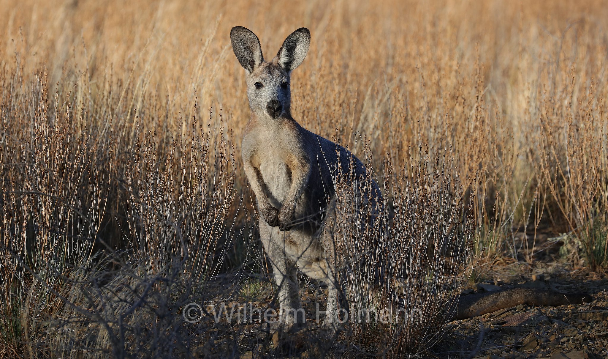 common wallaroo, euro, hill wallaroo, wallaroo, Bergkänguru, Wallaroo, canguro delle rocce, wallaroo robusto, Ikara–Flinders Ranges National Park, Ikara-Flinderskette-Nationalpark, parco nazionale Monti Flinders, South Australia, Südaustralien, Australia Meridionale, Australia, Australien