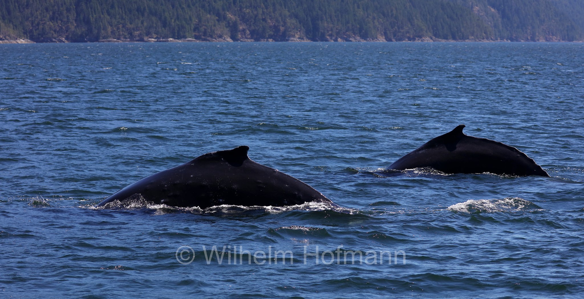 Megaptera novaeangliae, humpback whale, Buckelwal, megattera, Discovery Passage, Discovery-Passage, British Columbia, Columbia Britannica, Canada, Kanada