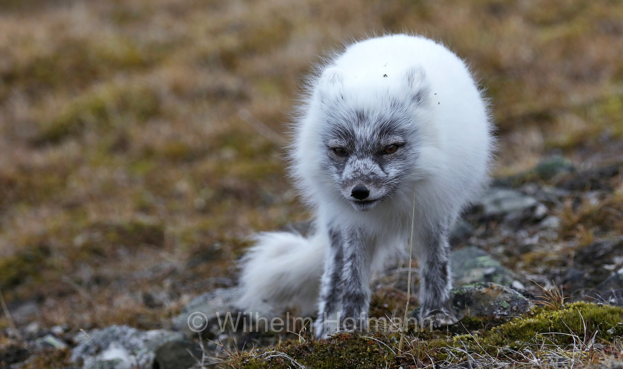 Vulpes lagopus, Alopex lagopus, Arctic fox, white fox, polar fox, snow fox, Polarfuchs, Schneefuchs, Eisfuchs, volpe artica, Björndalen Valley, Svalbard, Spitzbergen, Norway, Norwegen, Norvegia