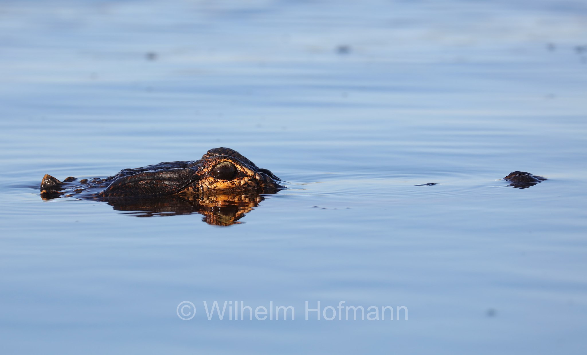 Alligator mississippiensis, American alligator, common alligator, gator, Mississippi-Alligator, Hechtalligator, alligatore del Mississippi, Sevenmile Slough, Double Trailhead, Kissimmee Prairie Preserve State Park, Florida, USA