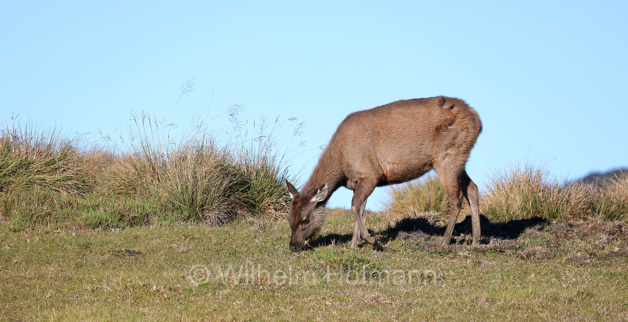 Sri Lankan sambar, Indian sambar, Sri-Lanka-Sambar, sambar indiano, cervo sambar, Rusa unicolor unicolor, Horton Plains National Park, Horton-Plains-Nationalpark, parco nazionale Horton Plains, Sri Lanka