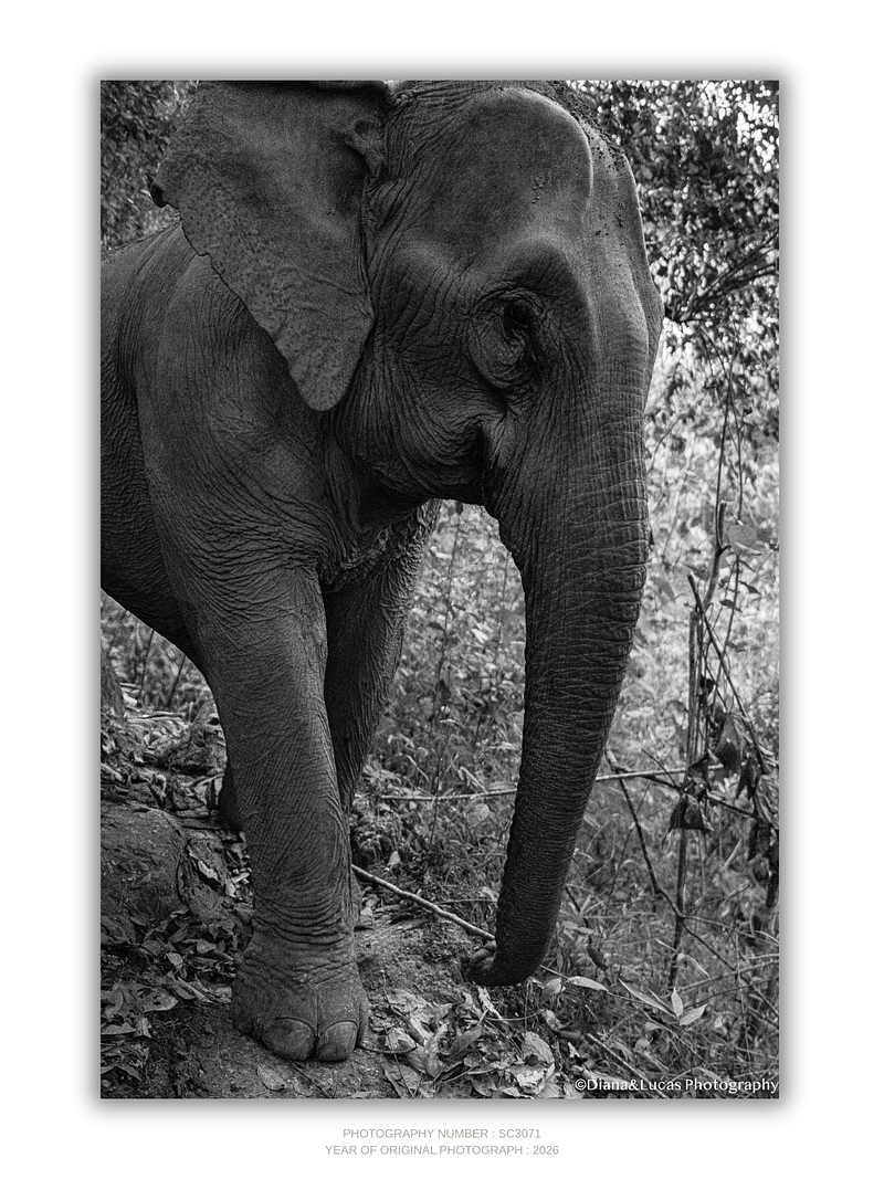COLLECTION - GIANTS OF THE LAND VERTICAL - "What Skin Remembers" - LIMITED EDITION 5 of 5
