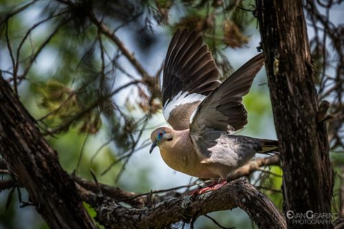 White Winged Dove