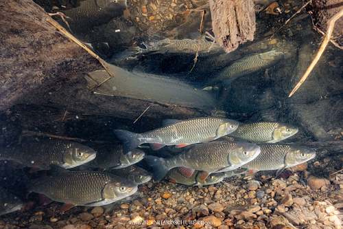 Squalius cephalus - Common chub
