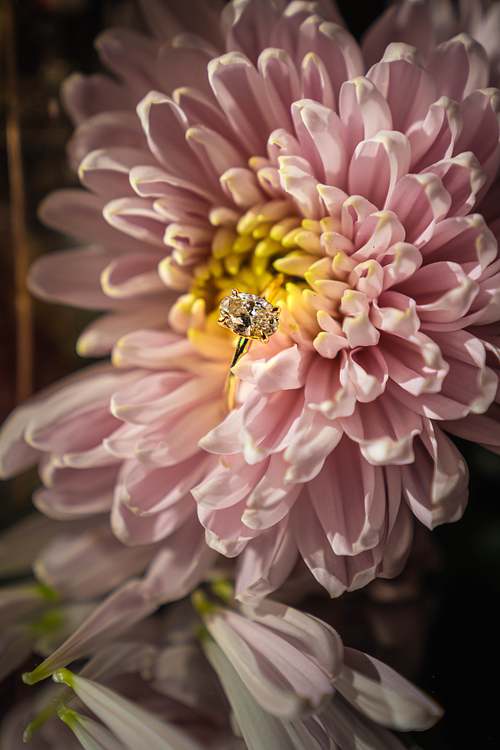 Ehering in der Blüte einer rosa Dahlie, Detailaufnahme