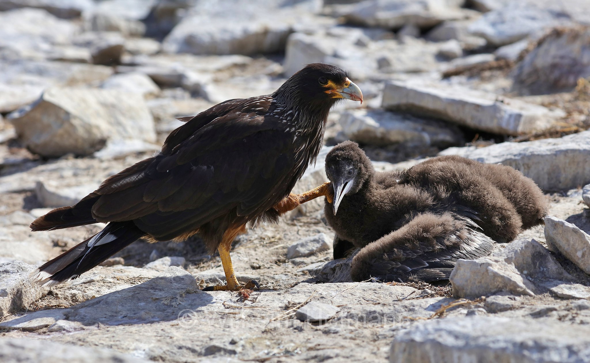 striated caracara, Forster's caracara, Johnny Rook, Falklandkarakara, caracara striato, Daptrius australis, Phalcoboenus australis, Sealion Island, Sea Lion Island, Isla de los Leones Marinos, Falkland Islands, Falklandinseln, Isole Falkland