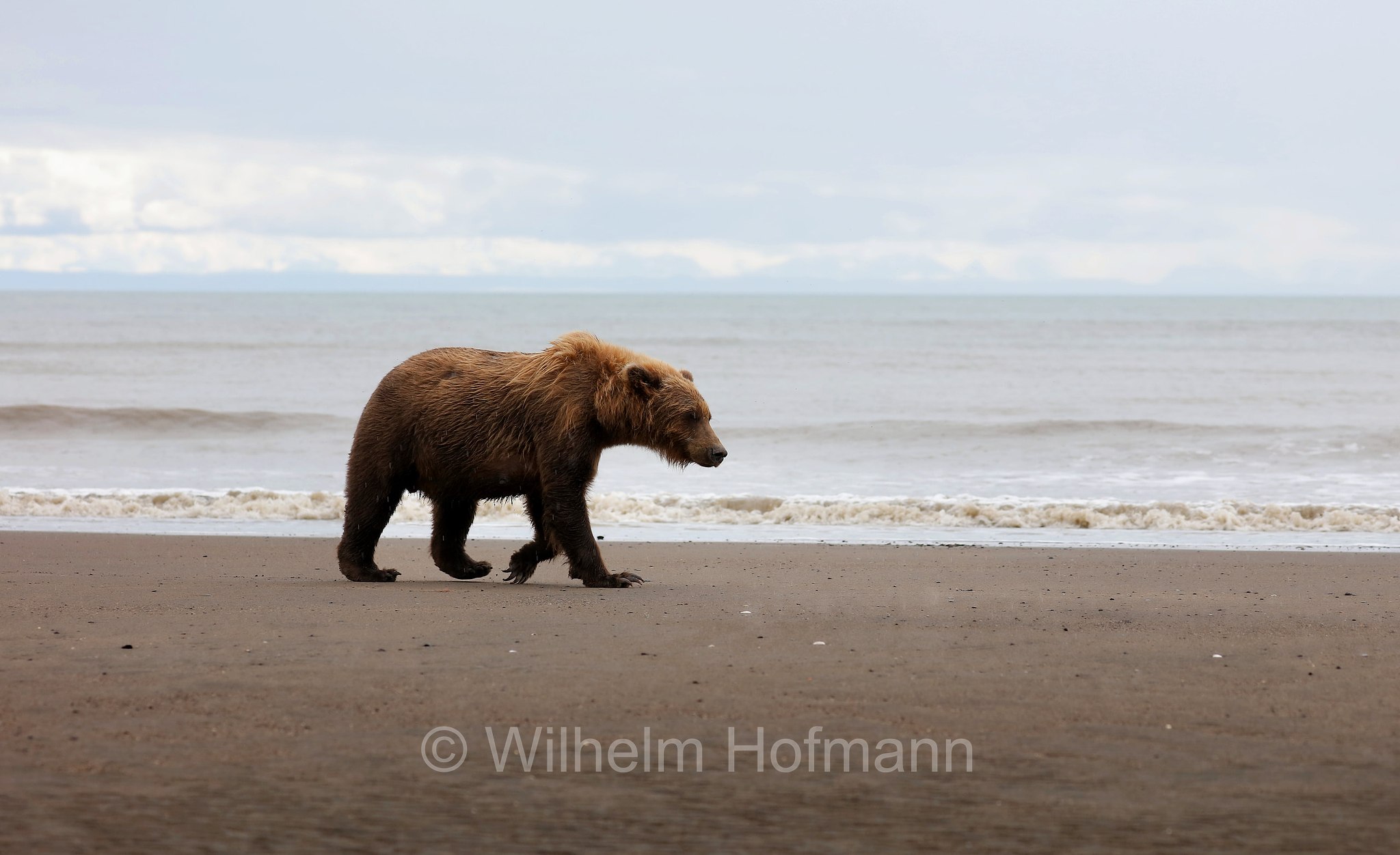 Ursus arctos gyas, Alaska Peninsula brown bear, peninsular grizzly, Alaska-Halbinsel-Braunbär, Alaska-Küstenbraunbär, Alaska-Braunbär, Großer Alaska-Braunbär, orso bruno della penisola dell'Alaska, grizzly peninsulare, grizzly costiero, grizzly gigante, Silver Salmon Creek, Lake Clark National Park, Lake Clark National Park and Preserve, Lake-Clark-Nationalpark, Parco nazionale e riserva di Lake Clark, Alaska, USA