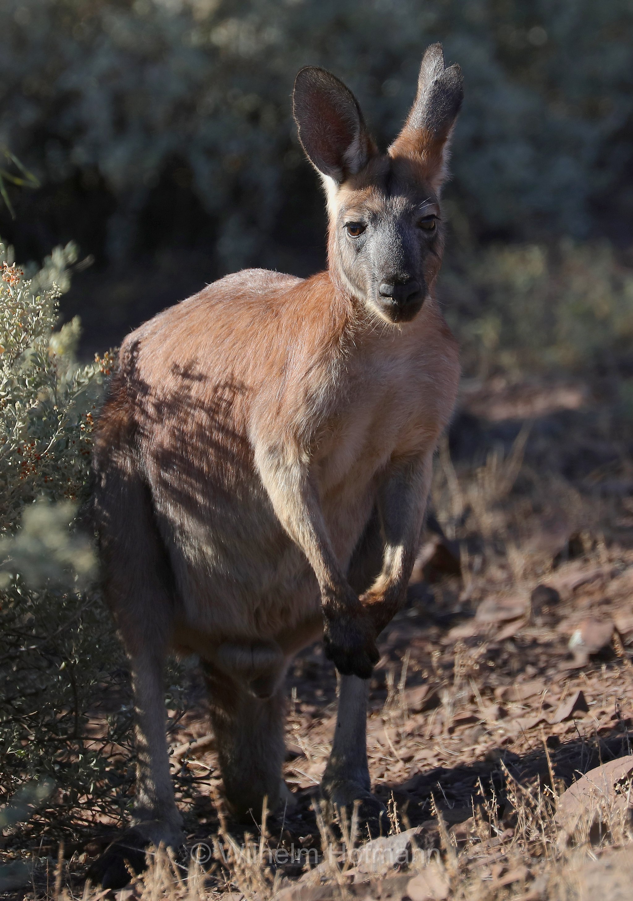common wallaroo, euro, hill wallaroo, wallaroo, Bergkänguru, Wallaroo, canguro delle rocce, wallaroo robusto, Aroona Valley, Ikara–Flinders Ranges National Park, Ikara-Flinderskette-Nationalpark, parco nazionale Monti Flinders, South Australia, Südaustralien, Australia Meridionale, Australia, Australien