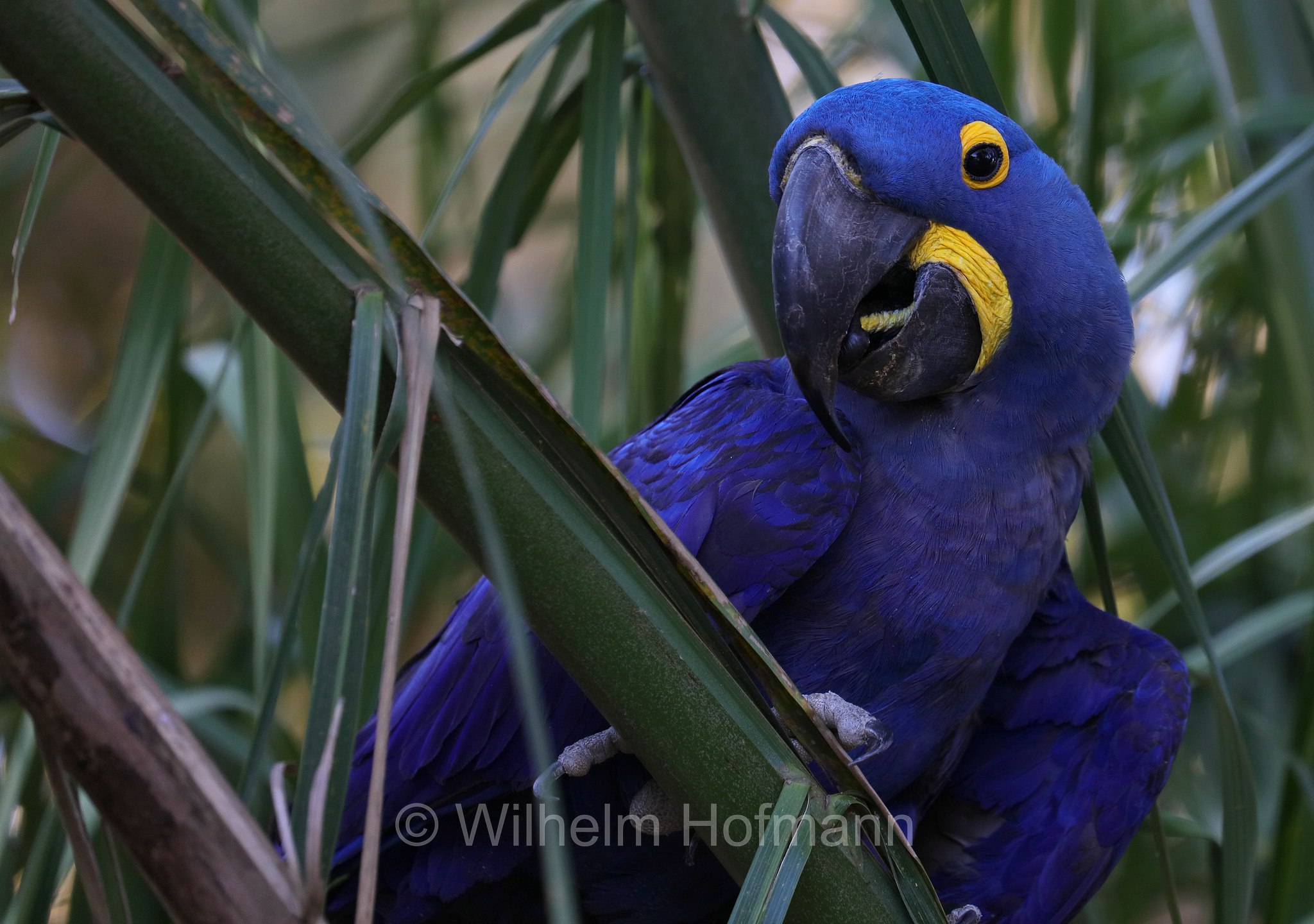 hyacinth macaw, hyacinthine macaw, Hyazinthara, ara giacinto, Anodorhynchus hyacinthinus, Pantanal, Mato Grosso, Brazil, Brasil, Brasile, Brasilien
