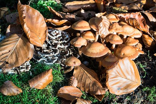Pilze im Buchenwald