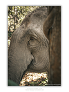 COLLECTION - GIANTS OF THE LAND VERTICAL - "Somewhere Else" - LIMITED EDITION 10 of 10