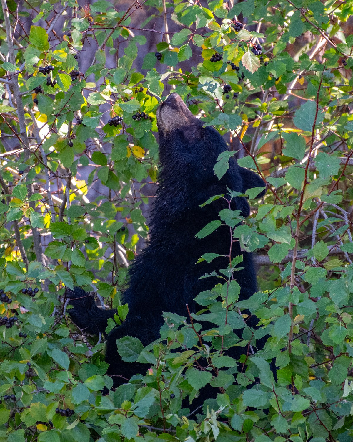 Climbing-the-Berry-Ladder