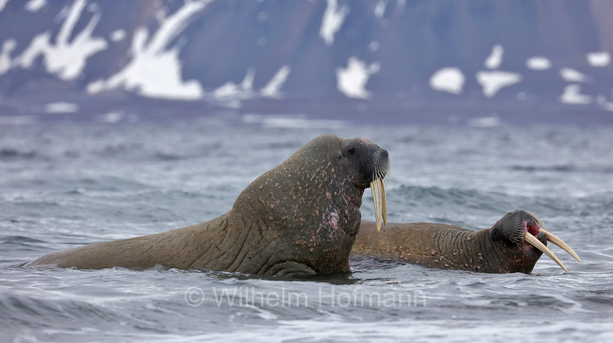 Odobenus rosmarus rosmarus, Atlantic walrus, Atlantisches Walross, tricheco dell'Atlantico, Forlandet National Park, Forlandet-Nationalpark, parco nazionale Forlandet, Prins Karls Forland, Prinz-Karl-Vorland, Svalbard, Spitzbergen, Norway, Norwegen, Norvegia