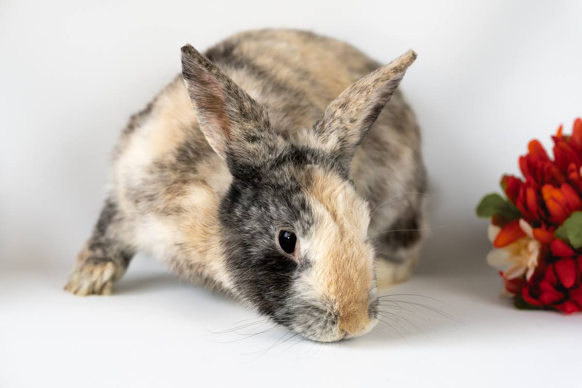 Multicoloured rabbit next to an orange flower.