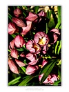 THE ONE - WILDLIFE & NATURE - "Crowded Beauty" - LIMITED EDITION 5 of 5