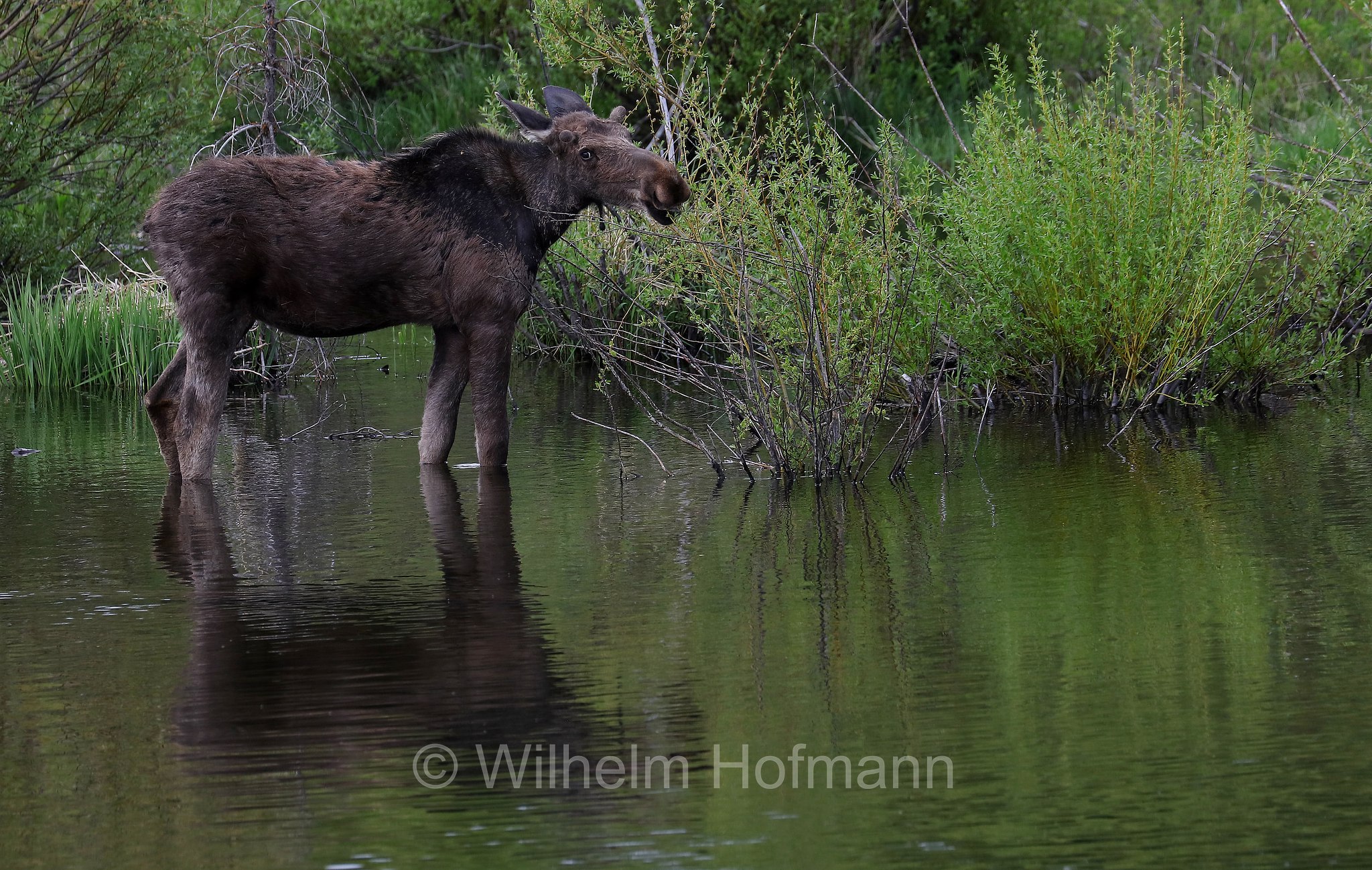 Shiras moose, Wyoming moose, Yellowstone moose, Yellowstone-Elch, Shiraz-Elch, Wyoming-Elch, alce di Shiras, Alces alces shirasi, Taggart Creek, Grand Teton National Park, Grand-Teton-Nationalpark, parco nazionale del Grand Teton, Wyoming, USA