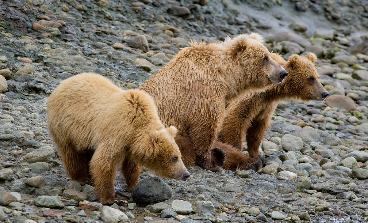 Three Lookouts